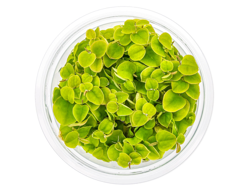 Preview: Schwimm-Wolfsmilch - Phyllanthus fluitans in vitro